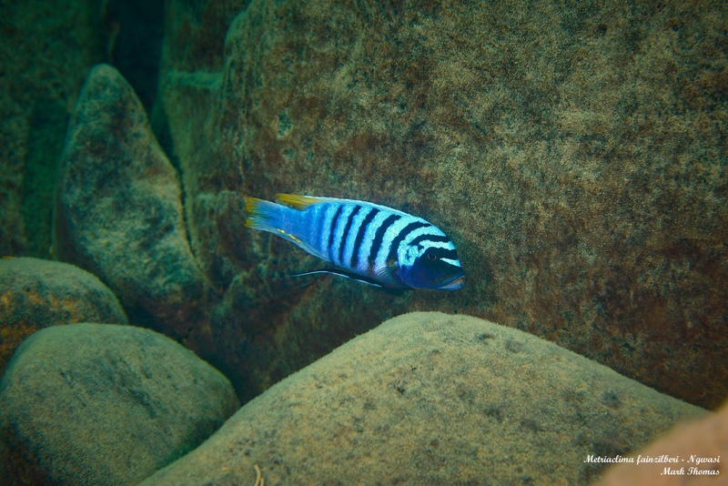 Maylandia fainzilberi 'Ngwasi'